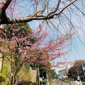 sakura